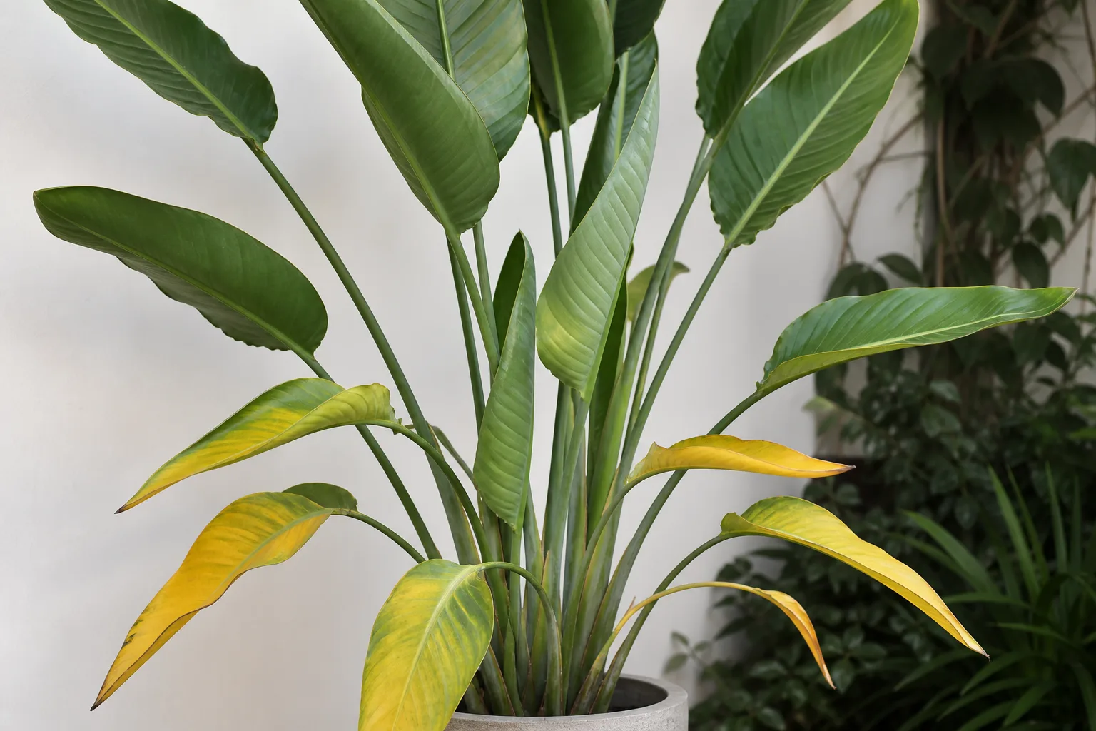 Yellow Leaves on Bird of Paradise - visible symptom on the plant