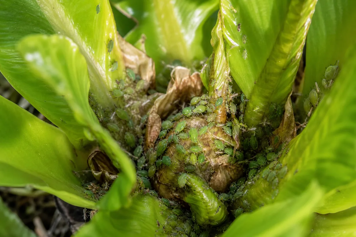 Close-up of Aphids on Bird's Nest Fern - diagnostic detail