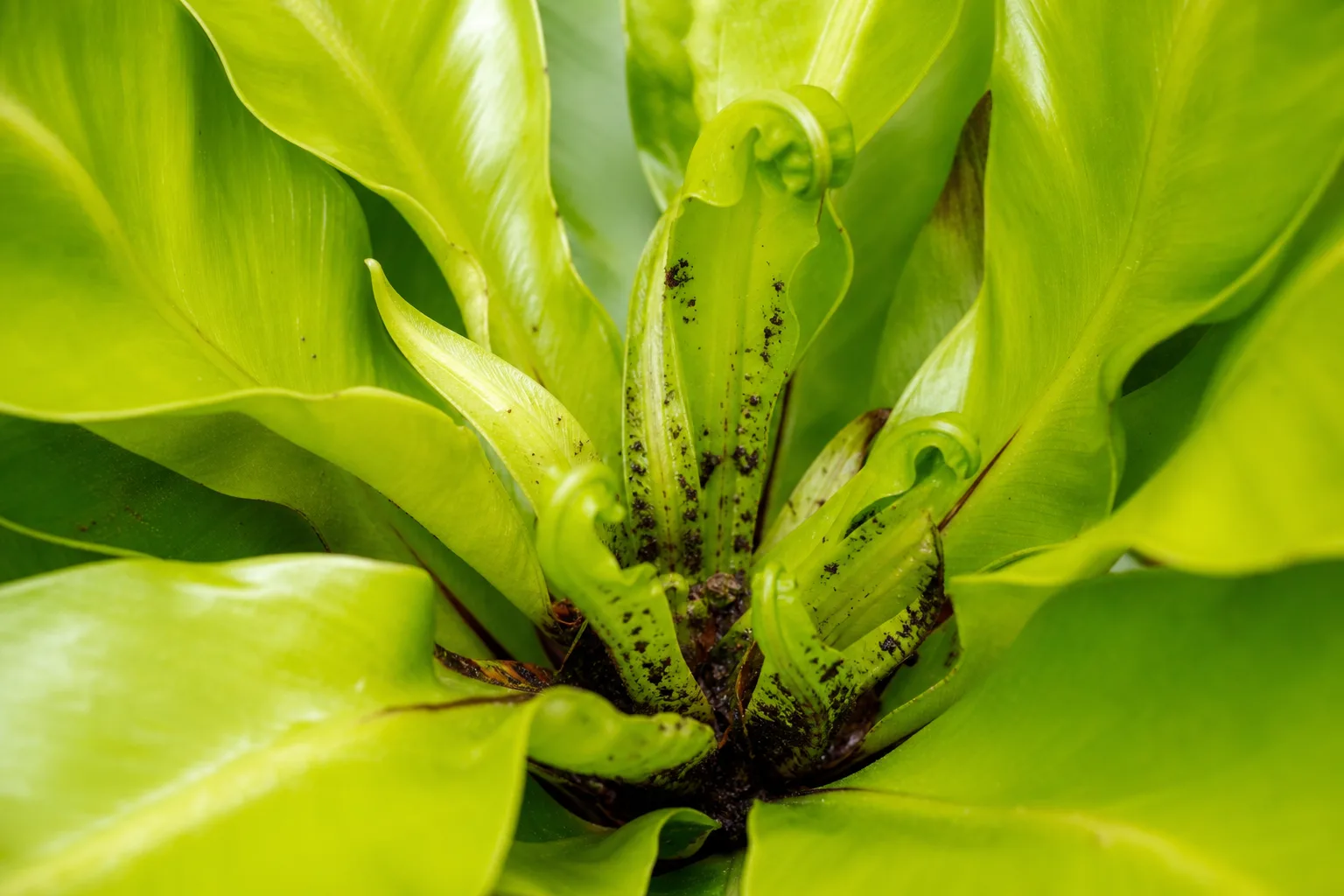 Aphids on Bird's Nest Fern - visible symptom on the plant