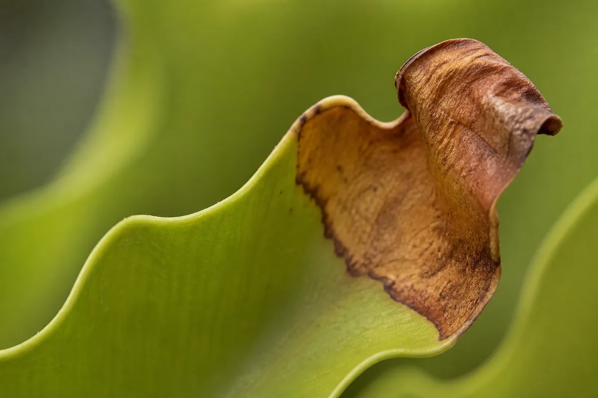 Close-up of Brown Tips on Bird's Nest Fern - diagnostic detail