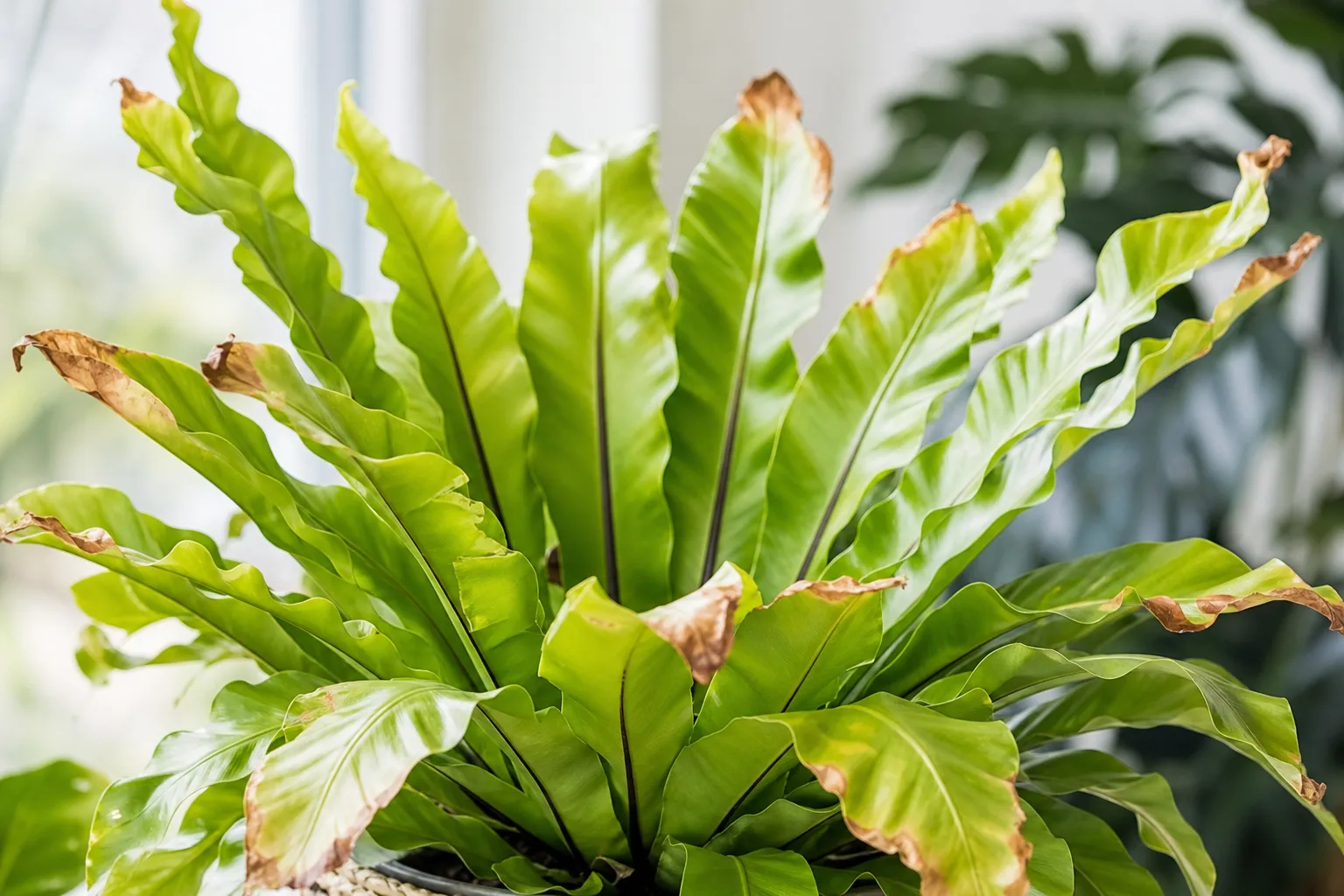 Brown Tips on Bird's Nest Fern - visible symptom on the plant