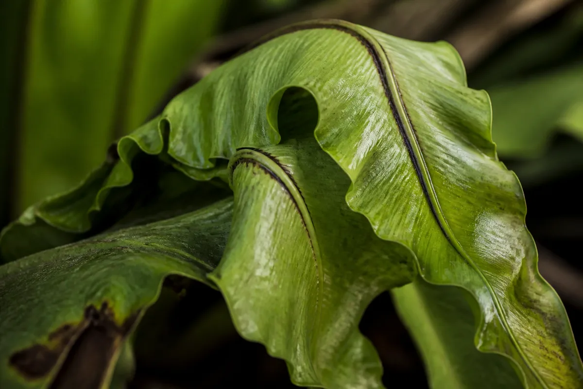 Close-up of Drooping Leaves on Bird's Nest Fern - diagnostic detail