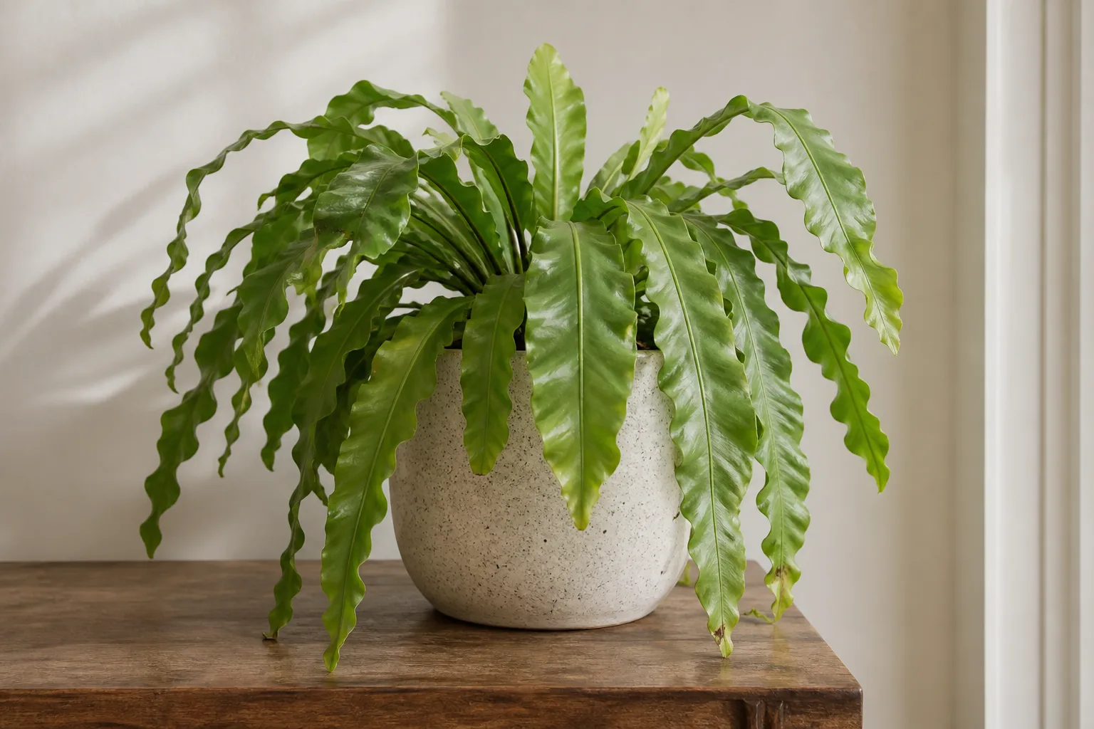 Drooping Leaves on Bird's Nest Fern - visible symptom on the plant
