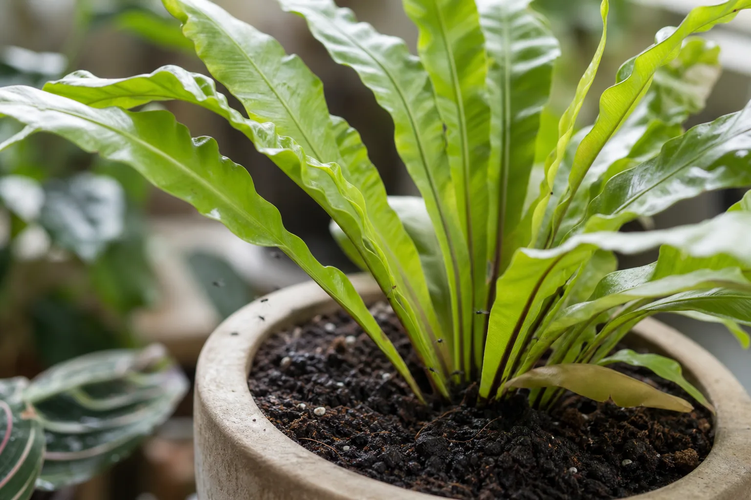 Fungus Gnats on Bird's Nest Fern - visible symptom on the plant
