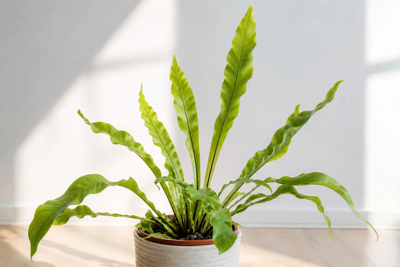 Leggy Growth on Bird's Nest Fern - visible symptom on the plant