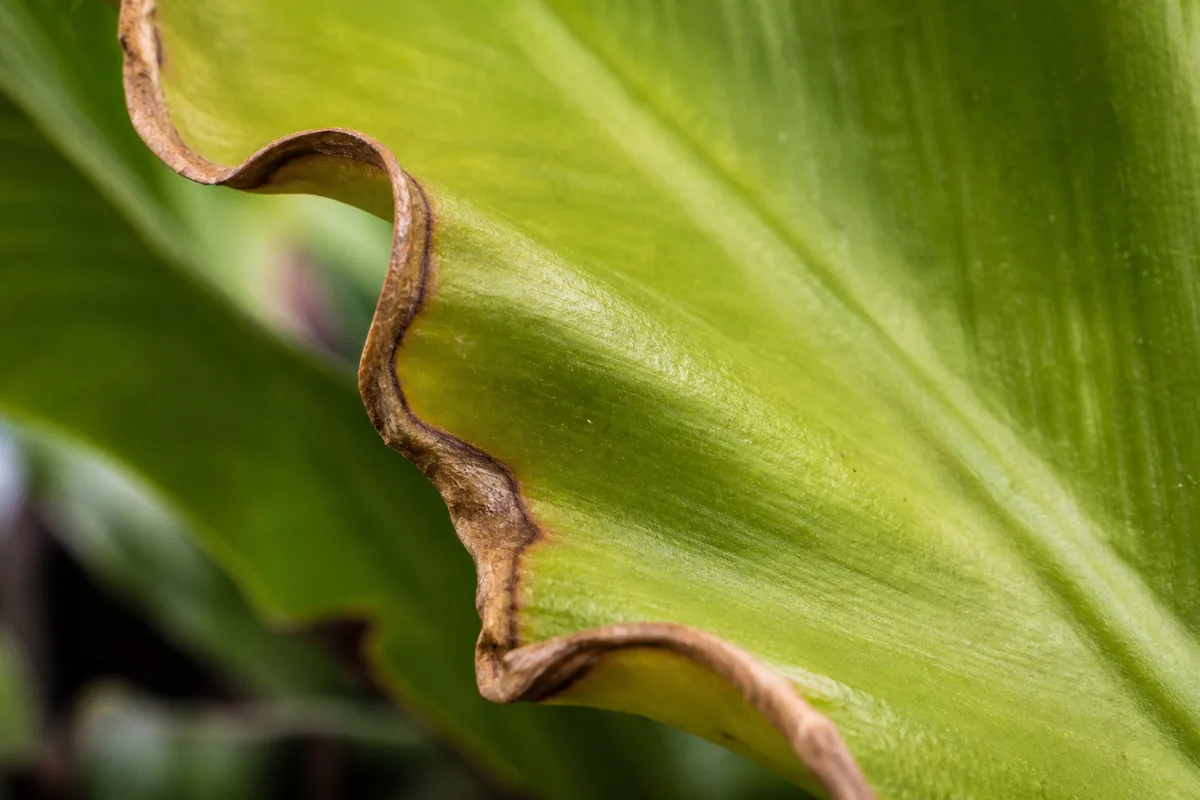 Close-up of Low Humidity on Bird's Nest Fern - diagnostic detail
