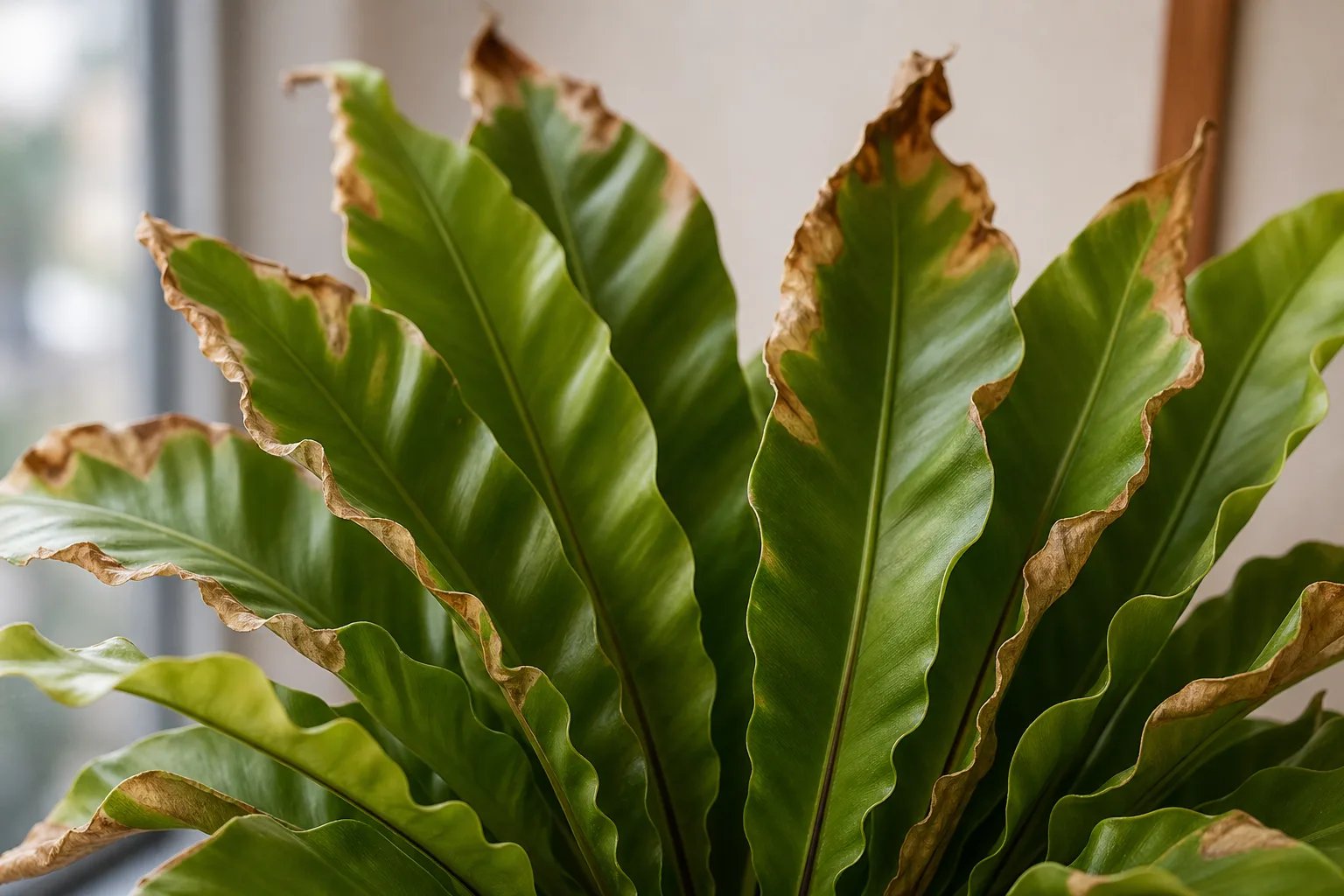 Low Humidity on Bird's Nest Fern - visible symptom on the plant
