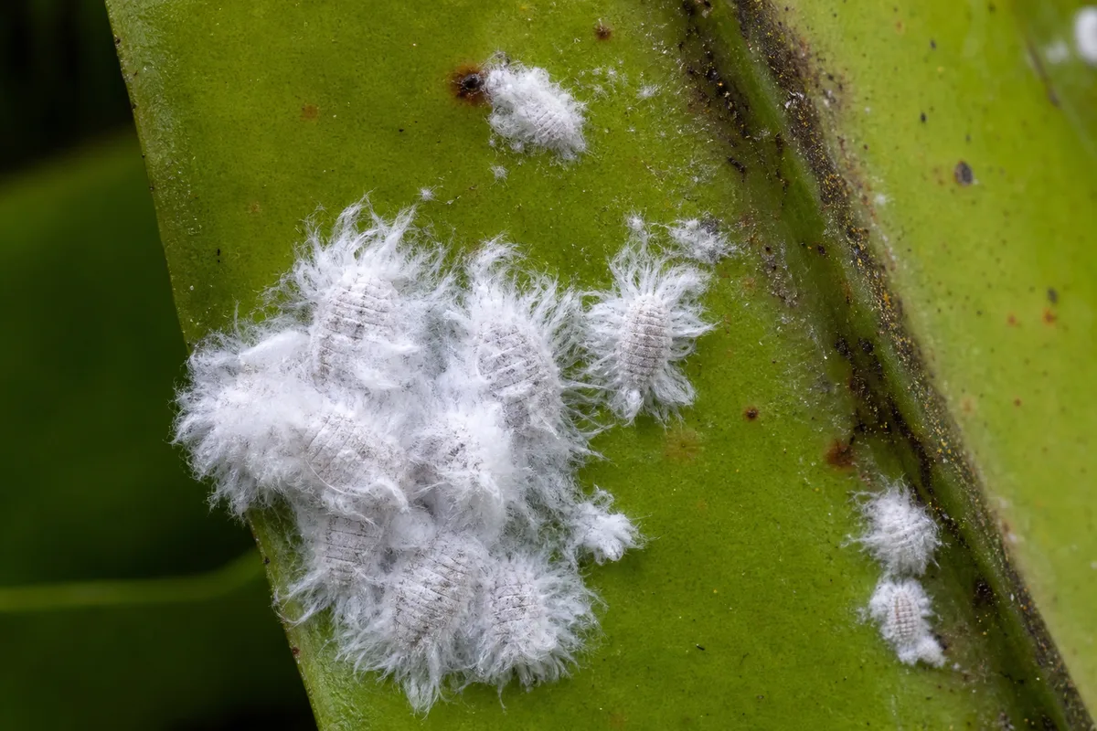 Close-up of Mealybugs on Bird's Nest Fern - diagnostic detail