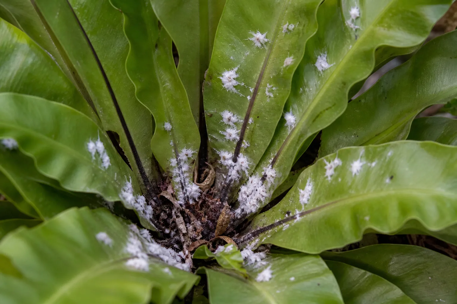 Mealybugs on Bird's Nest Fern - visible symptom on the plant