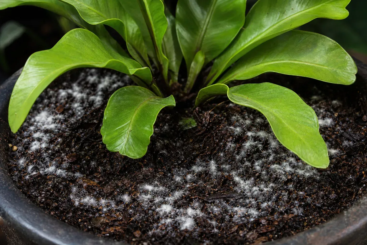 Mold on Soil on Bird's Nest Fern - visible symptom on the plant