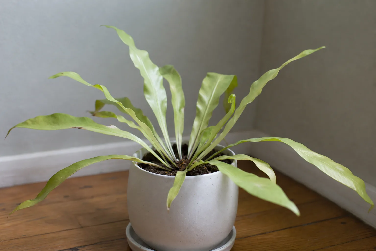 Not Enough Light on Bird's Nest Fern - visible symptom on the plant