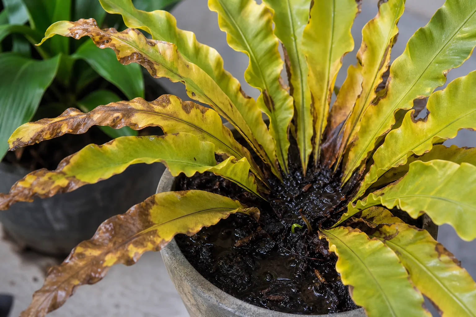 Overwatering on Bird's Nest Fern - visible symptom on the plant