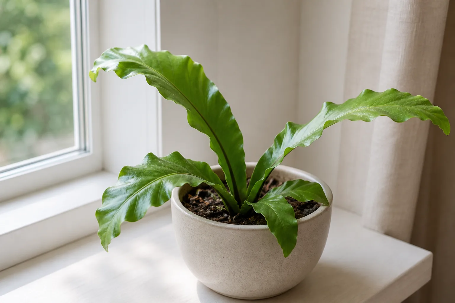 Slow Growth on Bird's Nest Fern - visible symptom on the plant