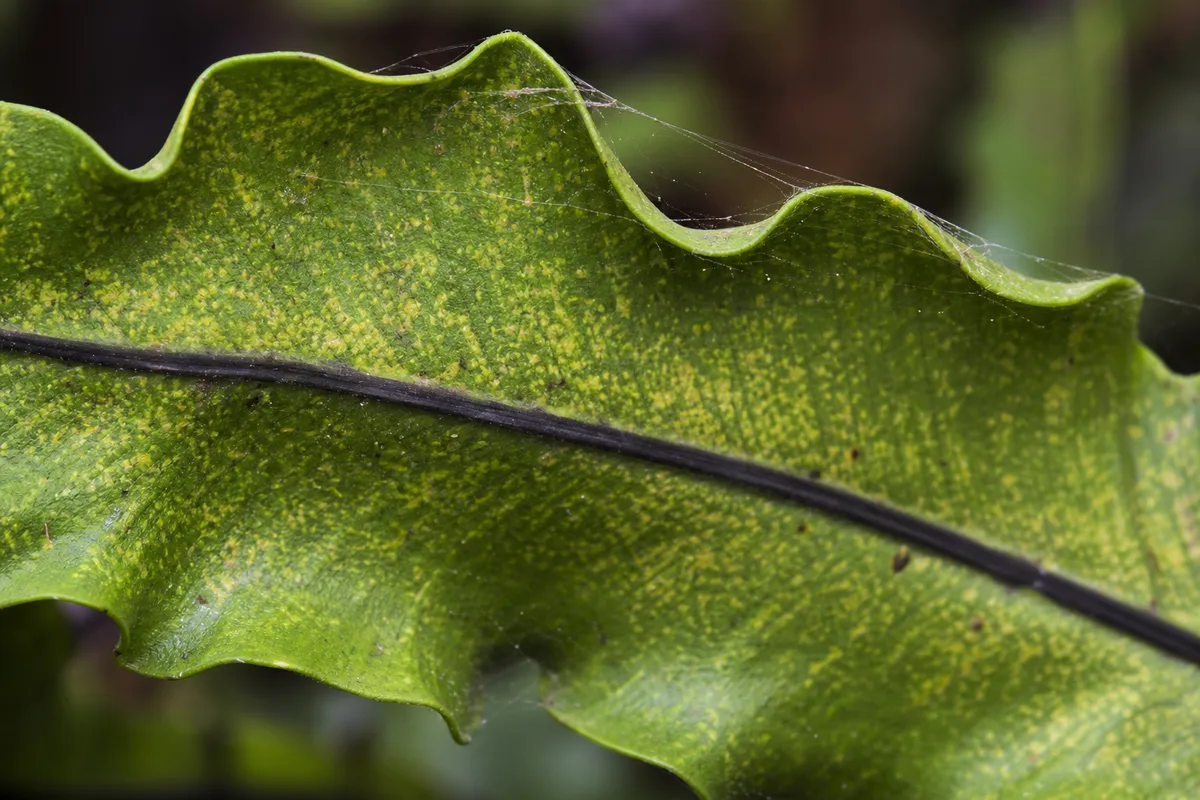 Close-up of Spider Mites on Bird's Nest Fern - diagnostic detail