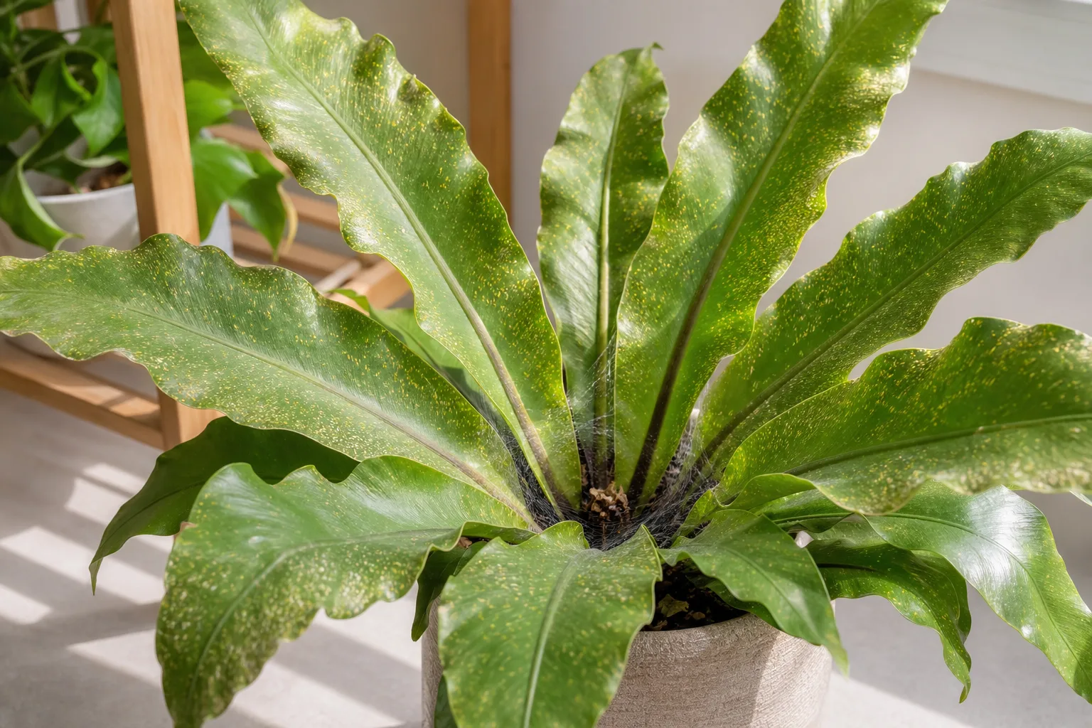 Spider Mites on Bird's Nest Fern - visible symptom on the plant