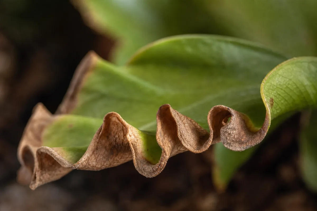 Close-up of Underwatering on Bird's Nest Fern - diagnostic detail