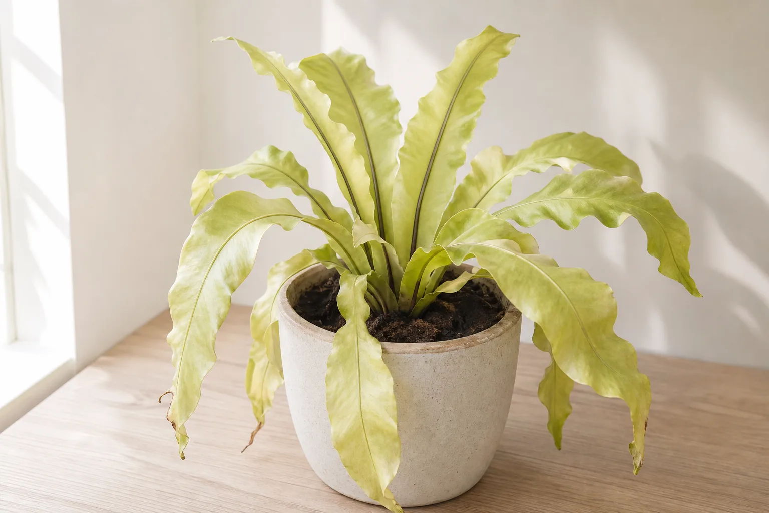 Underwatering on Bird's Nest Fern - visible symptom on the plant