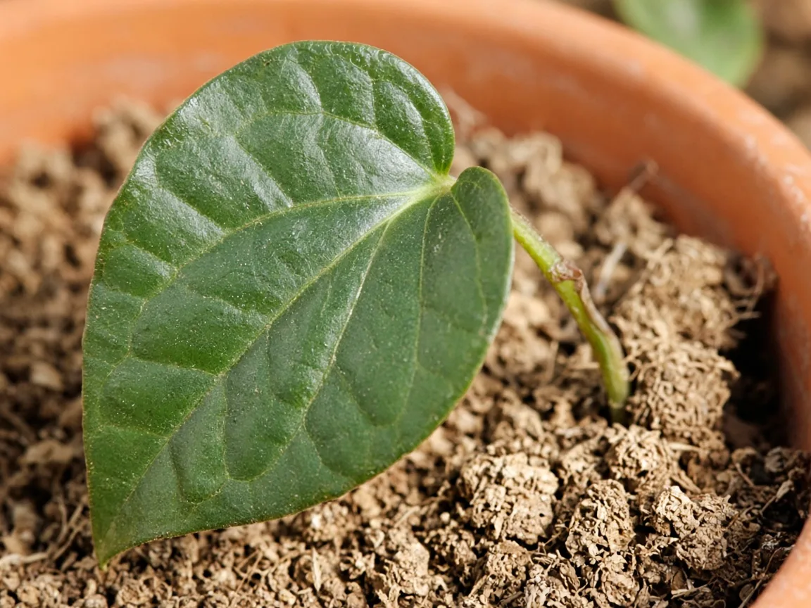 Close-up of underwatering on Black Pepper - dull limp glossy leaf and dry mix pulling from pot edge