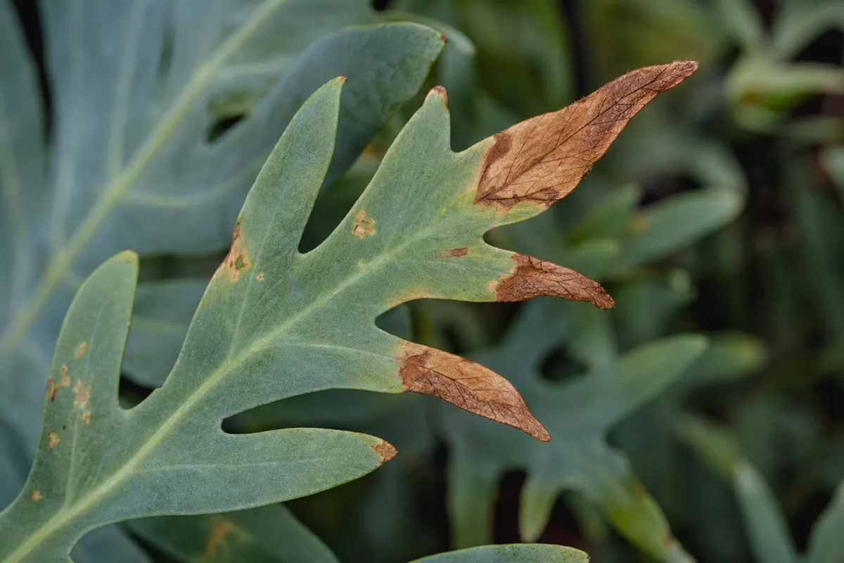 Close-up of Brown Tips on Blue Star Fern - diagnostic detail