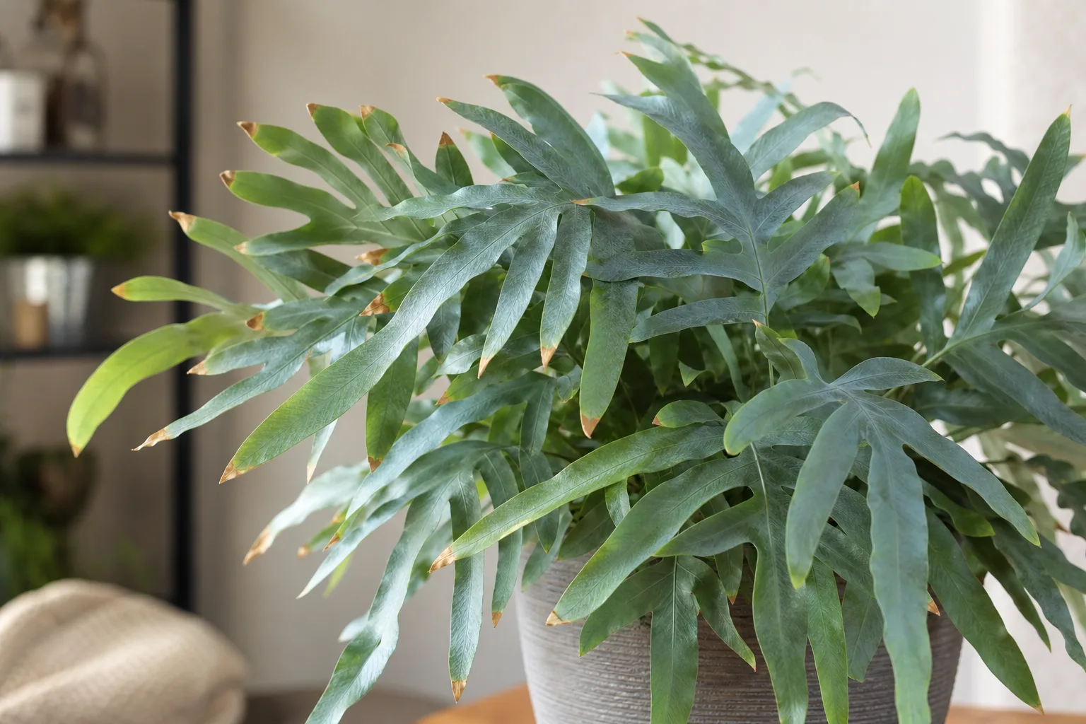 Brown Tips on Blue Star Fern - visible symptom on the plant