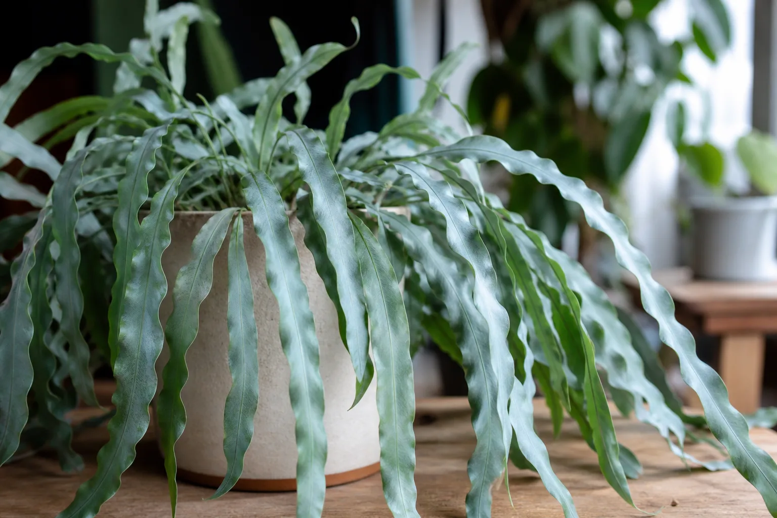 Drooping Leaves on Blue Star Fern - visible symptom on the plant