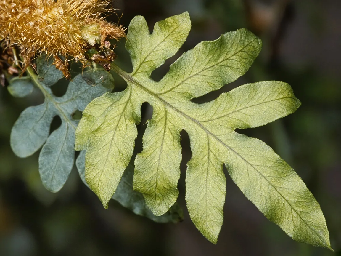 Close-up of interveinal chlorosis on a new Blue Star Fern lobed frond at a rhizome tip