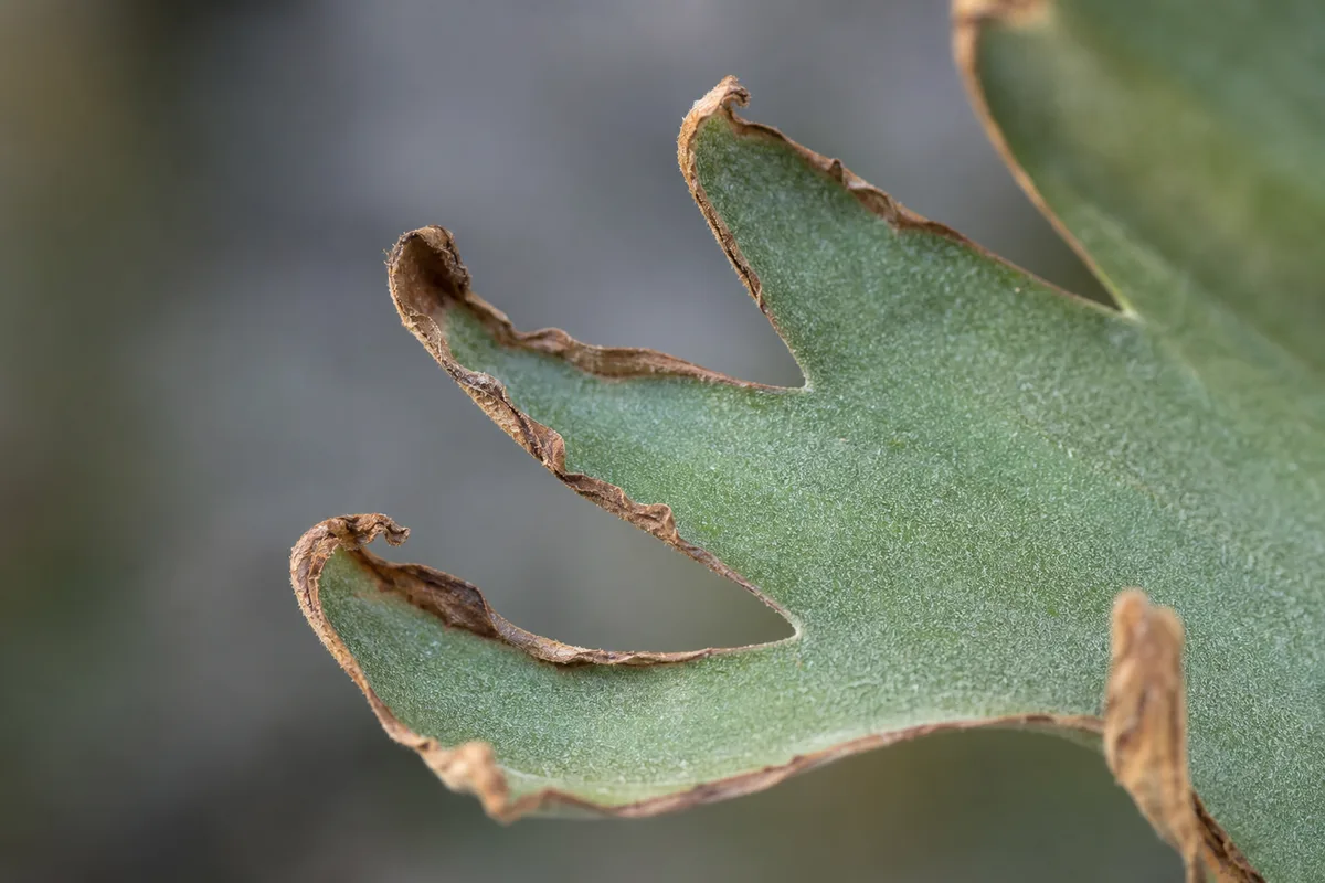 Close-up of Low Humidity on Blue Star Fern - diagnostic detail