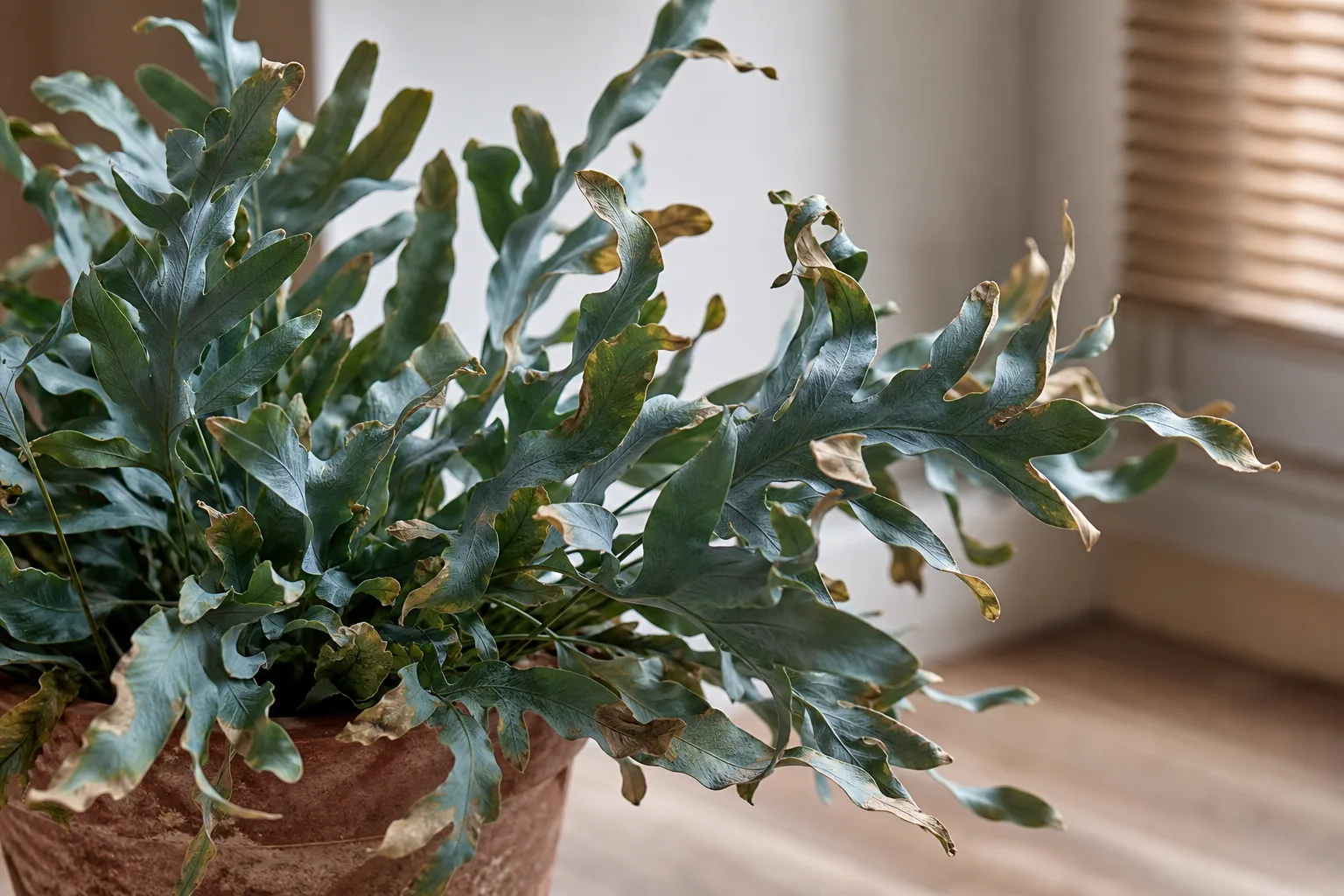 Low Humidity on Blue Star Fern - visible symptom on the plant