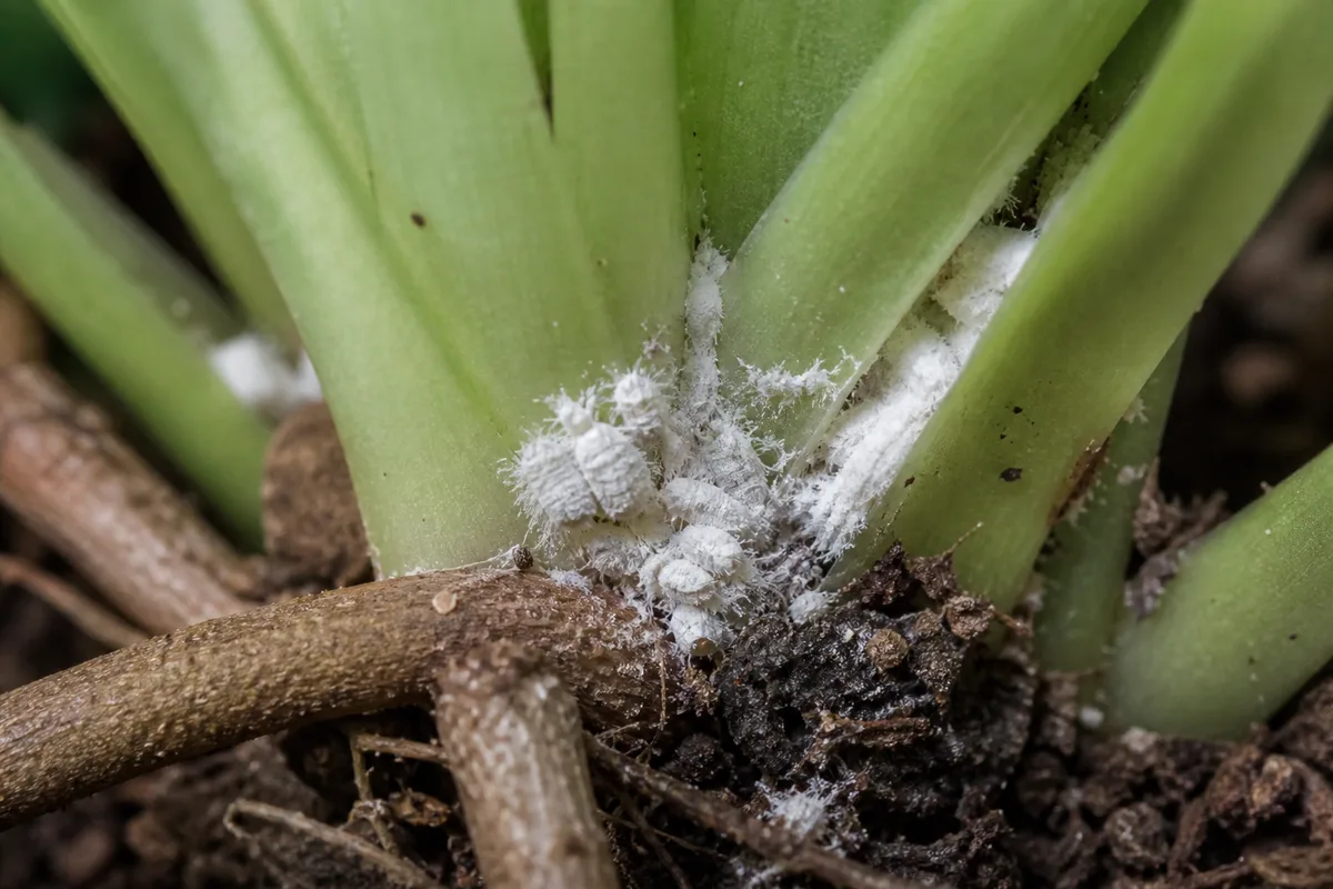 Close-up of Mealybugs on Blue Star Fern - diagnostic detail