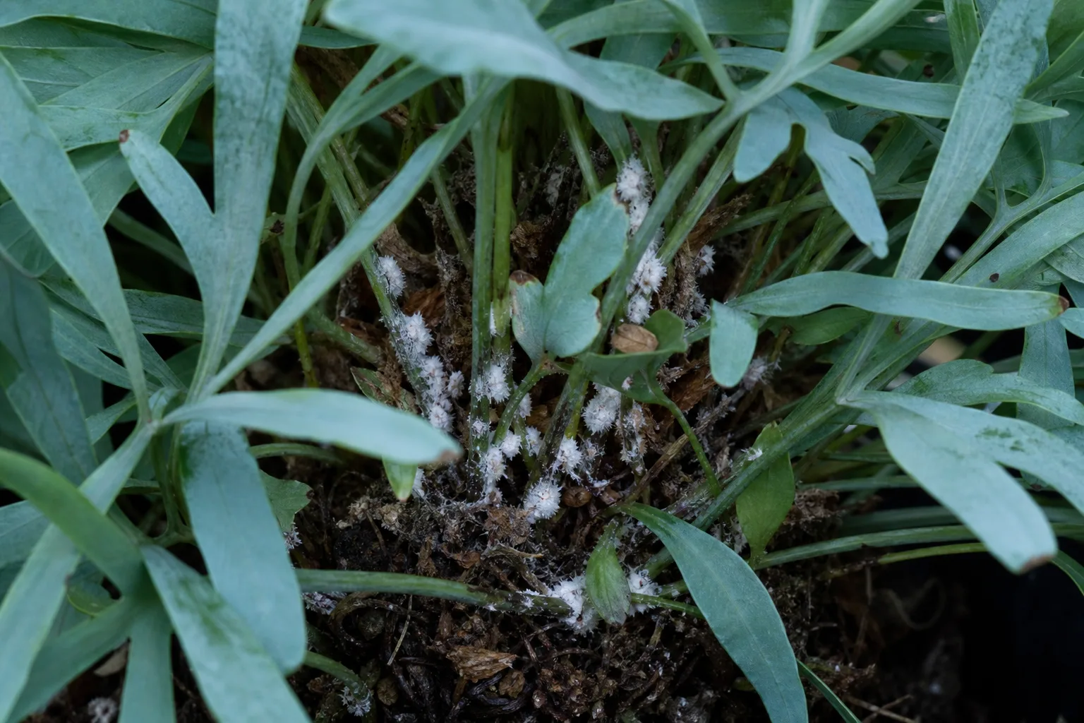 Mealybugs on Blue Star Fern - visible symptom on the plant