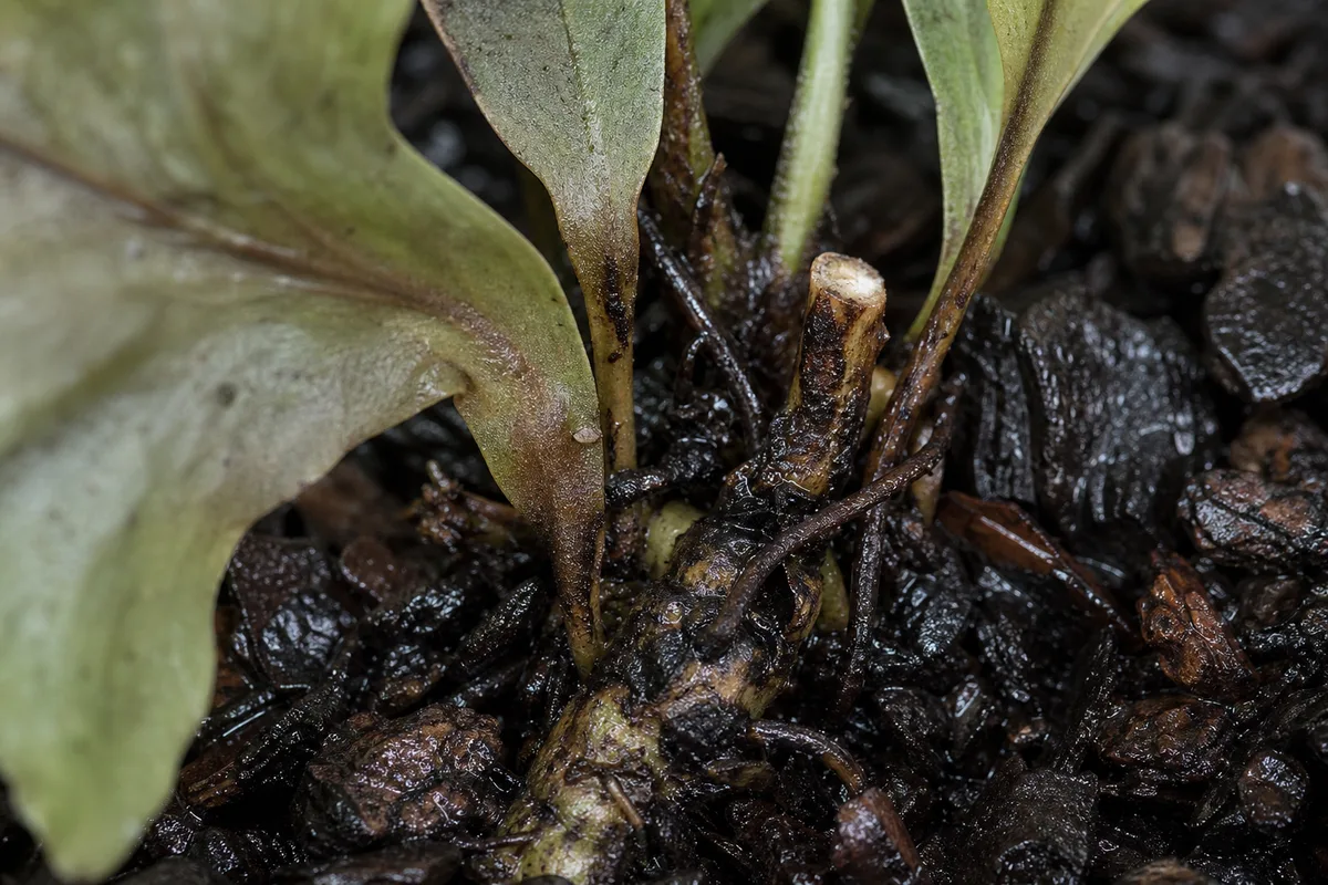 Close-up of Overwatering on Blue Star Fern - diagnostic detail