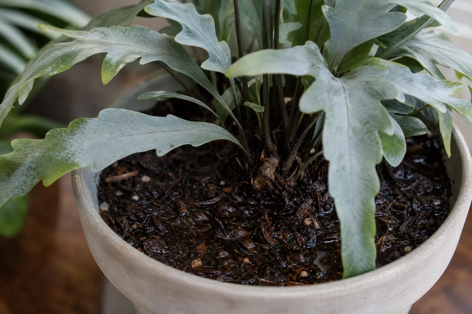 Overwatering on Blue Star Fern - visible symptom on the plant