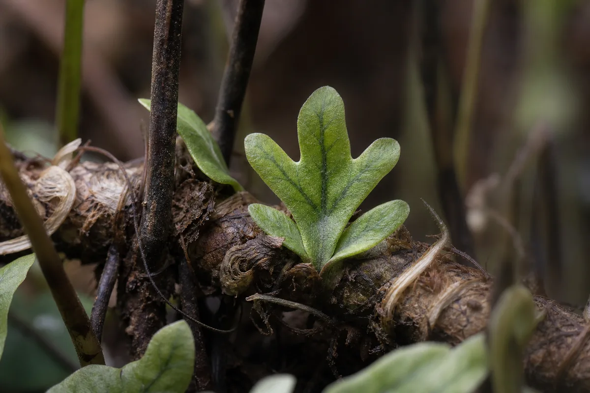 Close-up of Slow Growth on Blue Star Fern - diagnostic detail