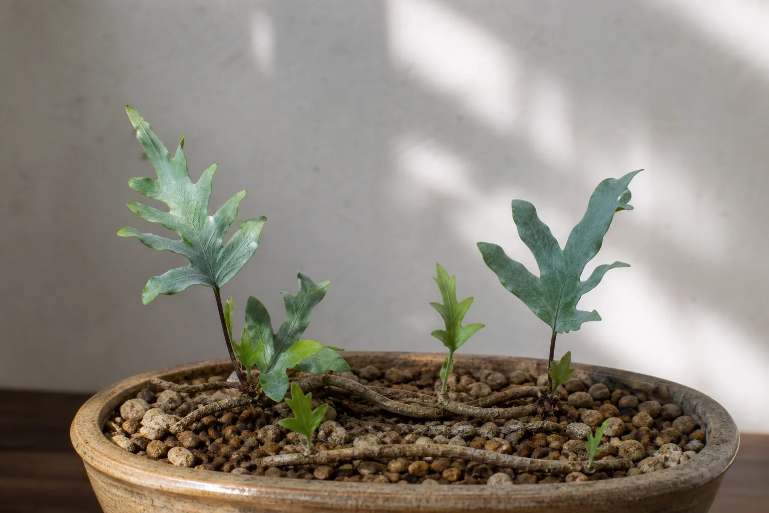 Slow Growth on Blue Star Fern - visible symptom on the plant