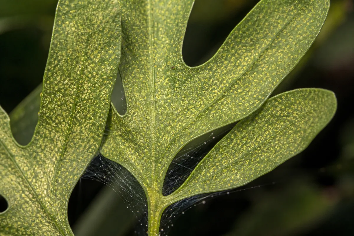 Close-up of Spider Mites on Blue Star Fern - diagnostic detail