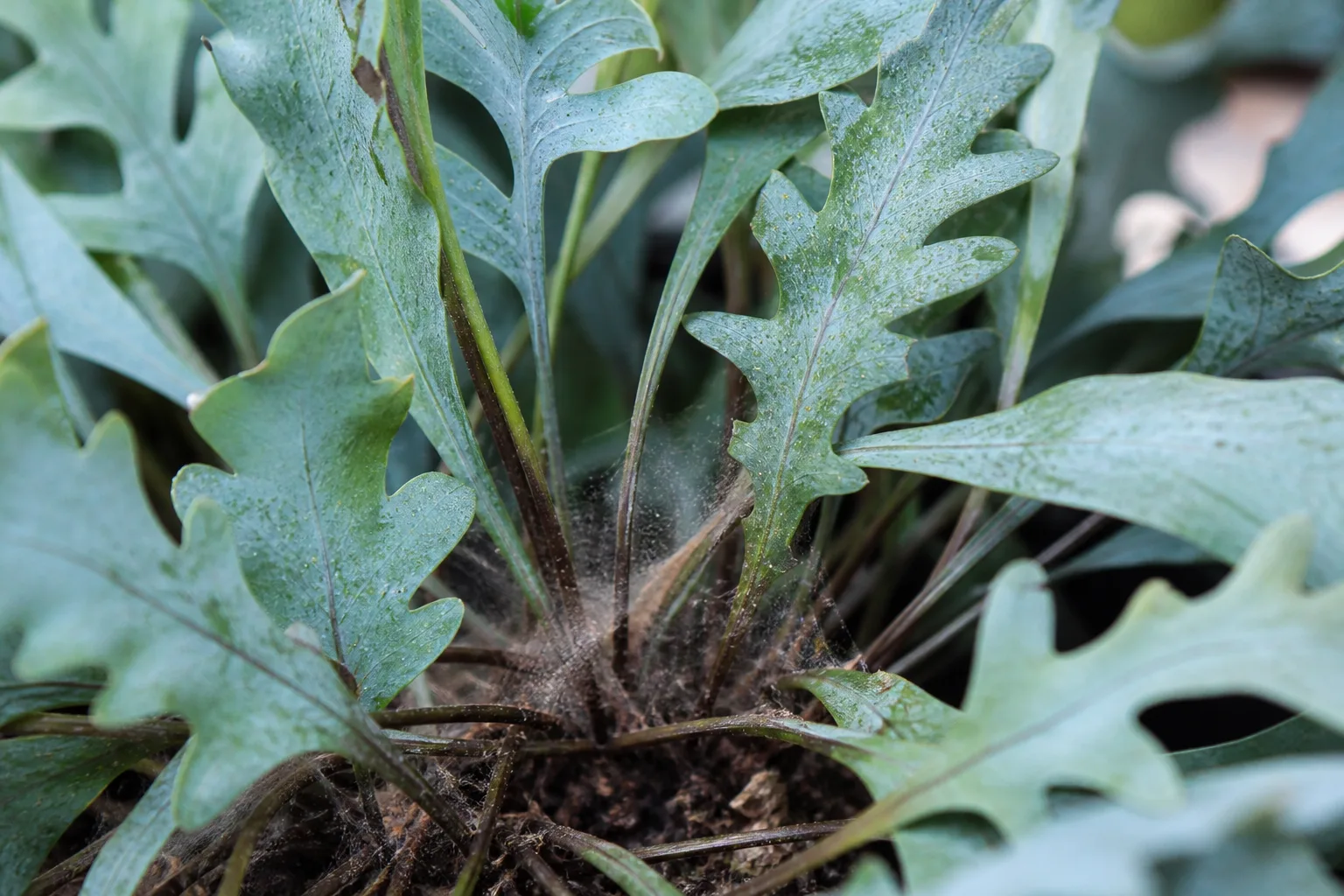 Spider Mites on Blue Star Fern - visible symptom on the plant