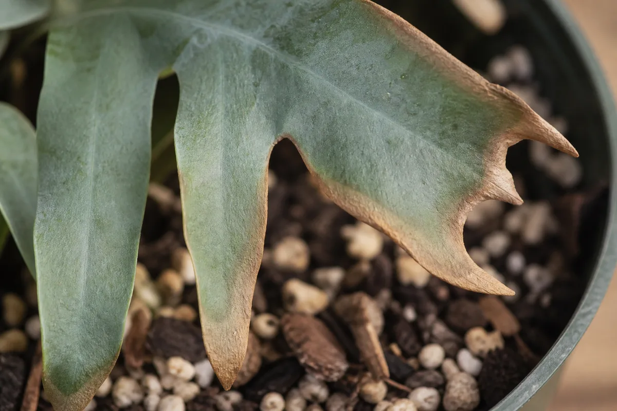 Close-up of Underwatering on Blue Star Fern - diagnostic detail