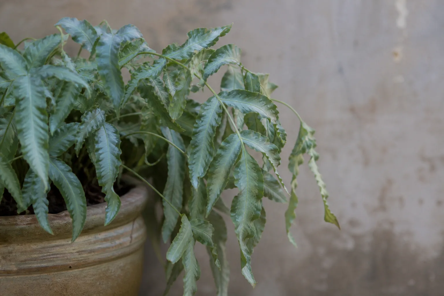 Wilting on Blue Star Fern - visible symptom on the plant