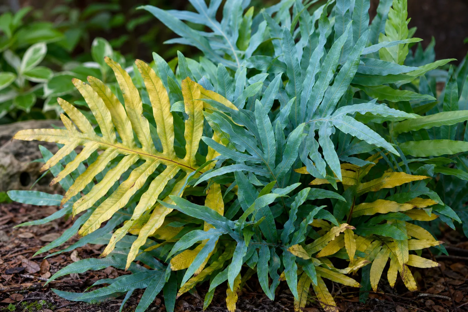 Yellow Leaves on Blue Star Fern - visible symptom on the plant