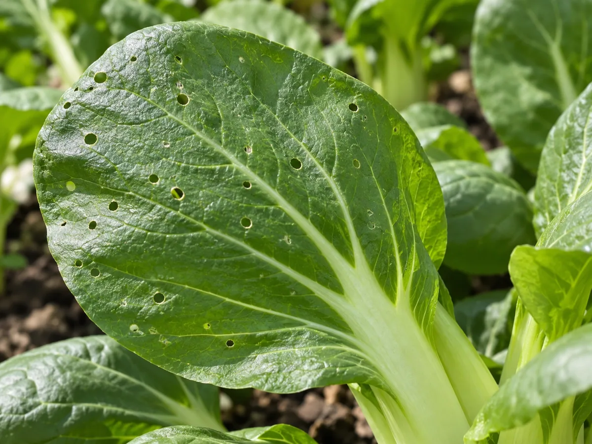 A bok choy leaf with small round flea-beetle shot holes, shown close enough to distinguish the damage