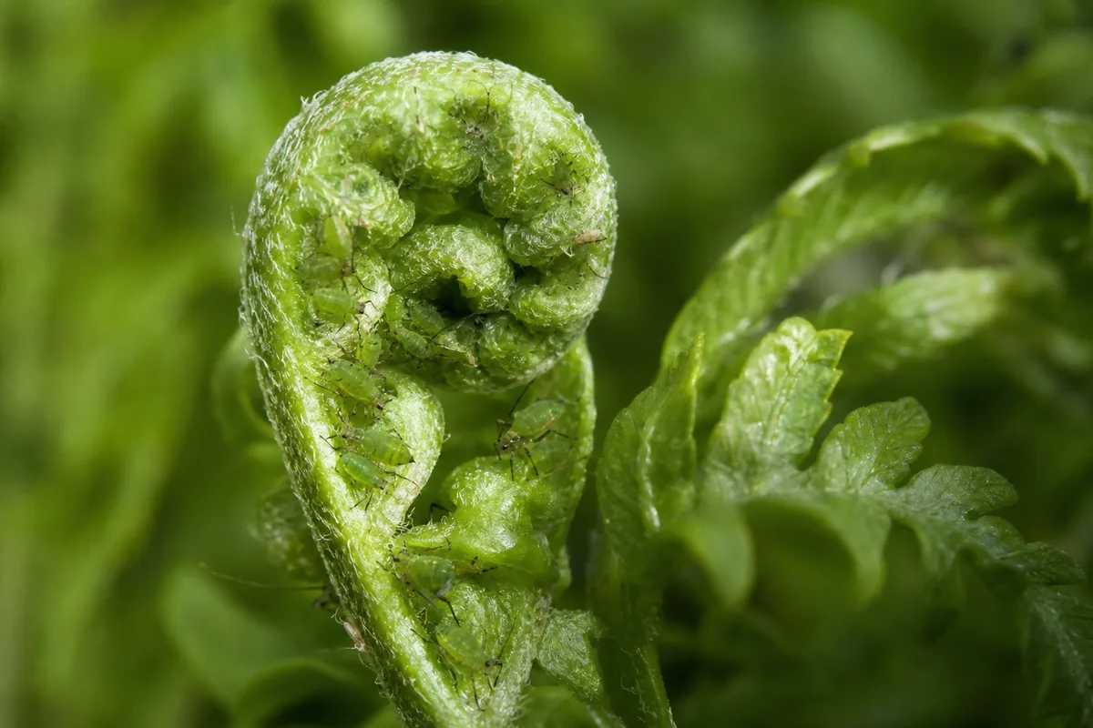 Close-up of Aphids on Boston Fern - diagnostic detail