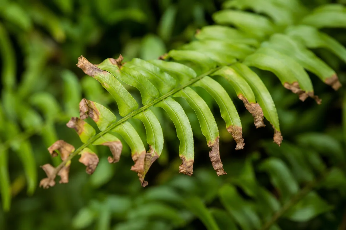 Close-up of Brown Tips on Boston Fern - diagnostic detail
