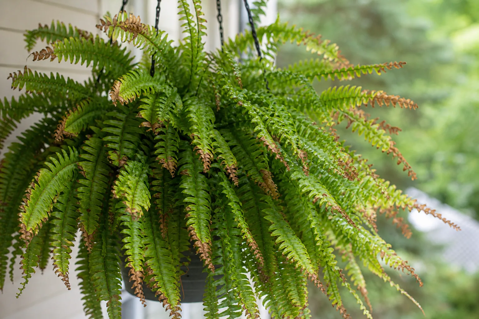 Brown Tips on Boston Fern - visible symptom on the plant