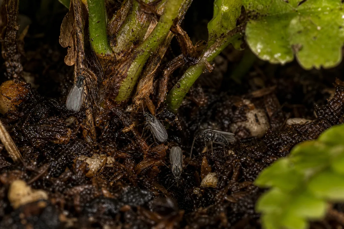Close-up of Fungus Gnats on Boston Fern - diagnostic detail