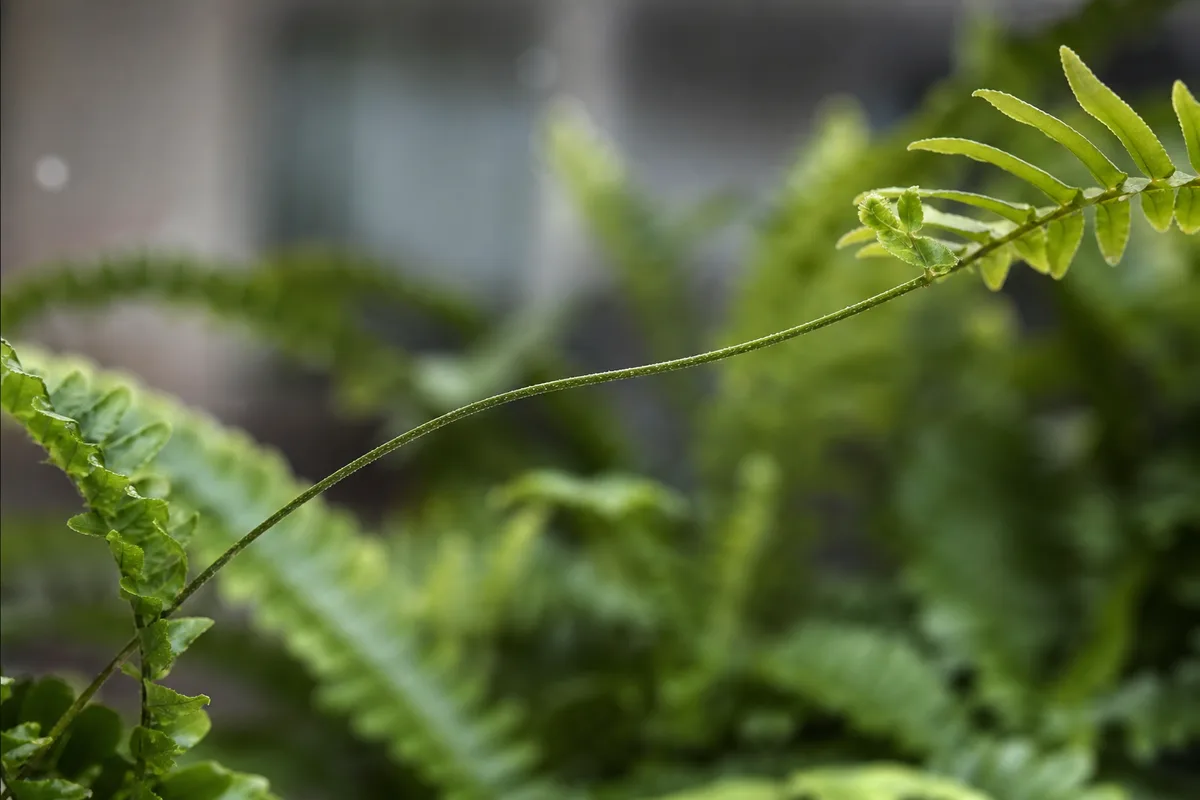 Close-up of Leggy Growth on Boston Fern - diagnostic detail