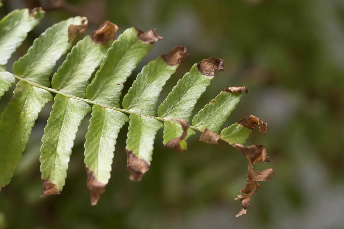 Close-up of Low Humidity on Boston Fern - diagnostic detail