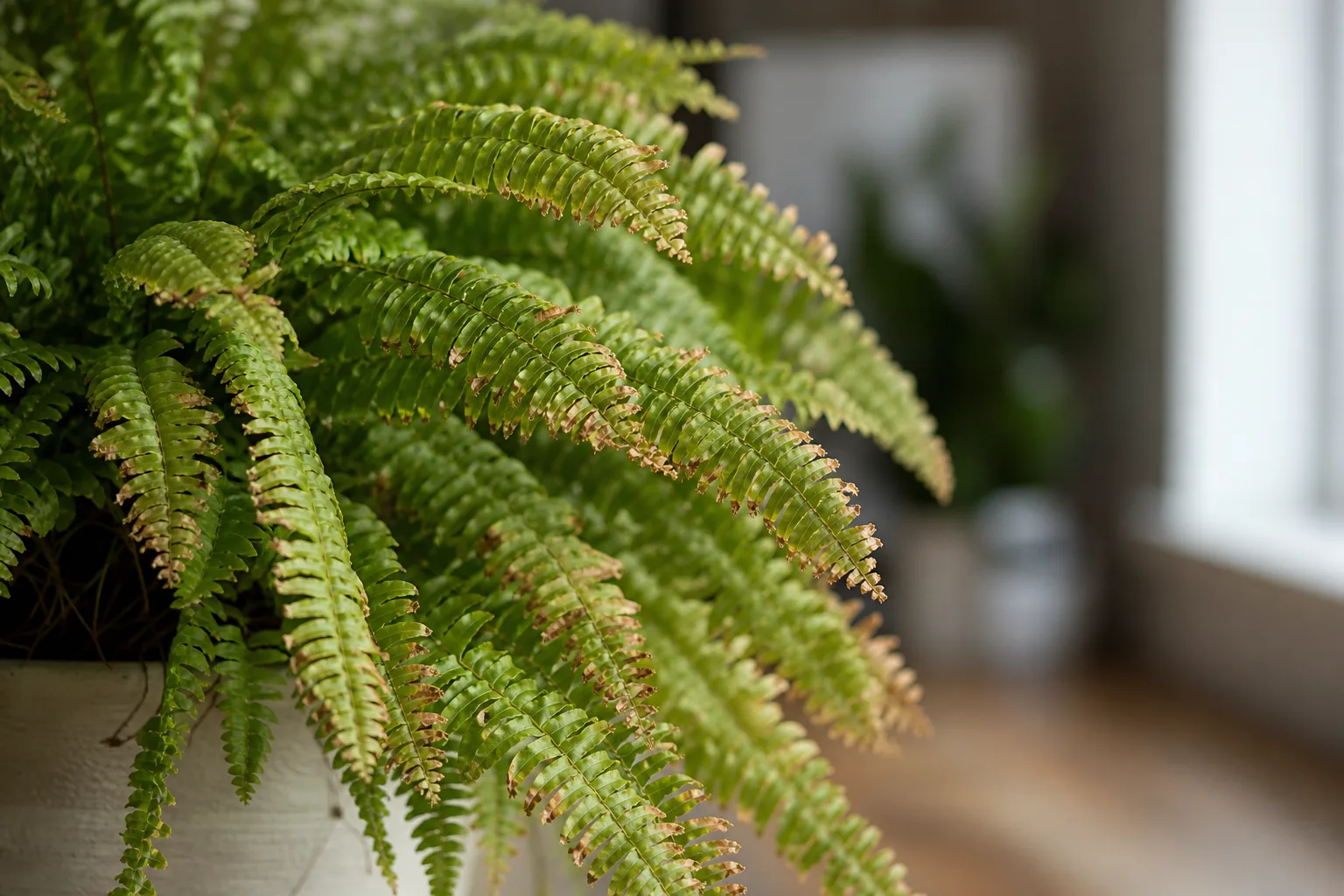 Low Humidity on Boston Fern - visible symptom on the plant