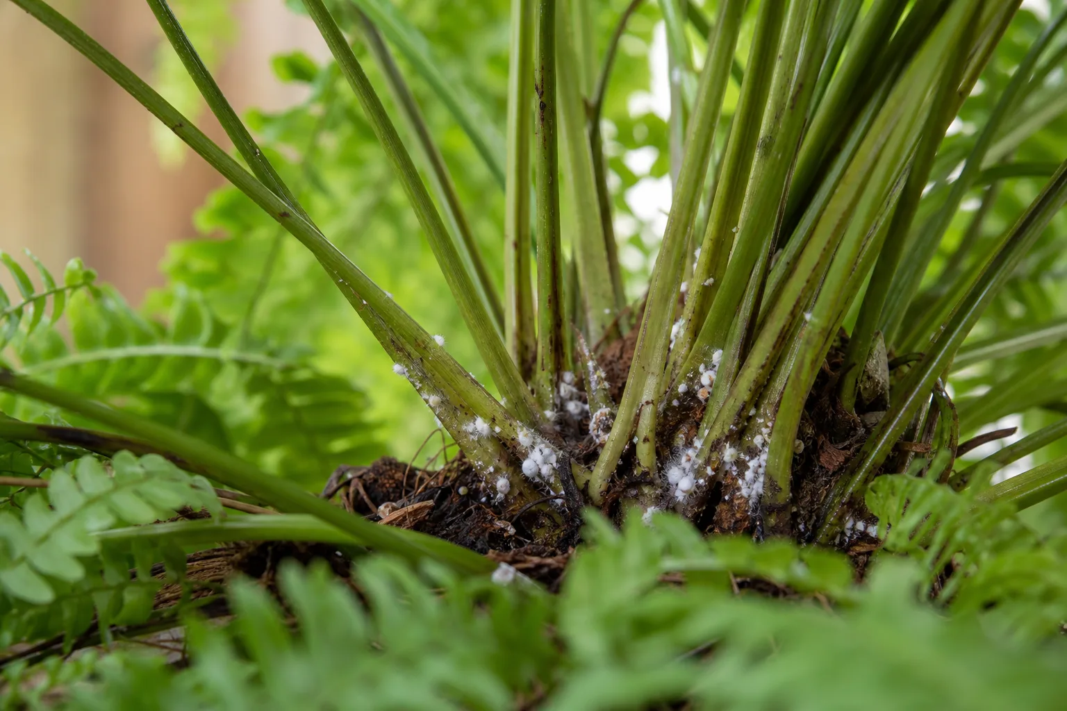 Mealybugs on Boston Fern - visible symptom on the plant