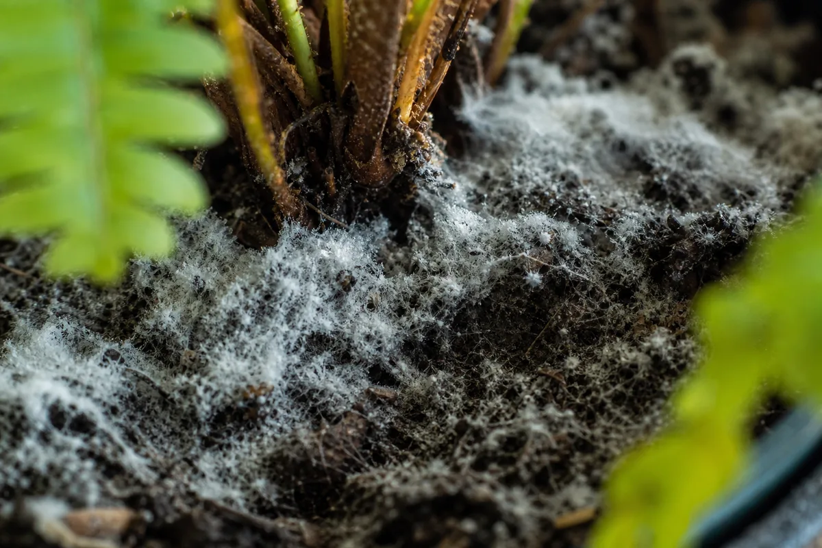Close-up of Mold on Soil on Boston Fern - diagnostic detail