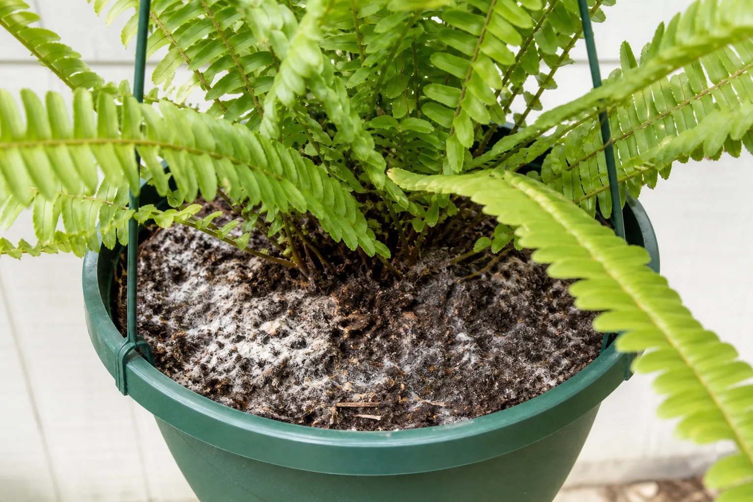 Mold on Soil on Boston Fern - visible symptom on the plant
